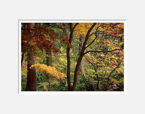 Forked Tree, Washington Park Arboretum - Seattle, Washington (43389 bytes)
