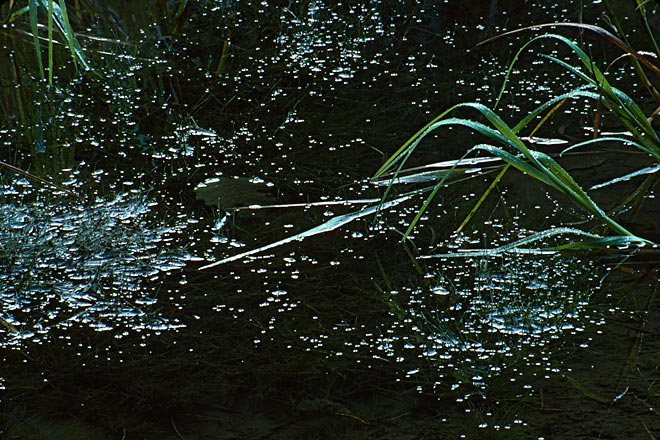 Grass On Water, Mountain Loop Highway - North Cascade Mountains, Washington (107377 bytes) www.jeffkrewson.com