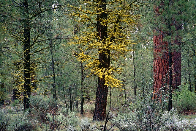 Moss Covered Branches - Highway 395, Central Oregon (144482 bytes) www.jeffkrewson.com