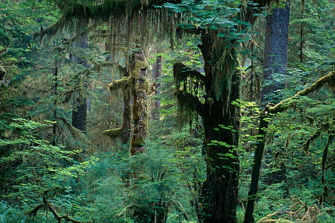 Hanging Moss, Hoh River Valley - Olympic National Park, Washington (120697 bytes) www.jeffkrewson.com