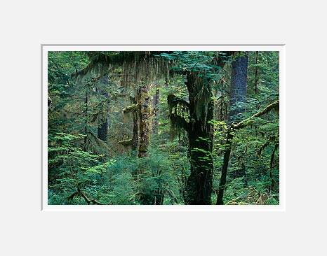 Hanging Moss, Hoh River Valley - Olympic National Park, Washington (39269 bytes)