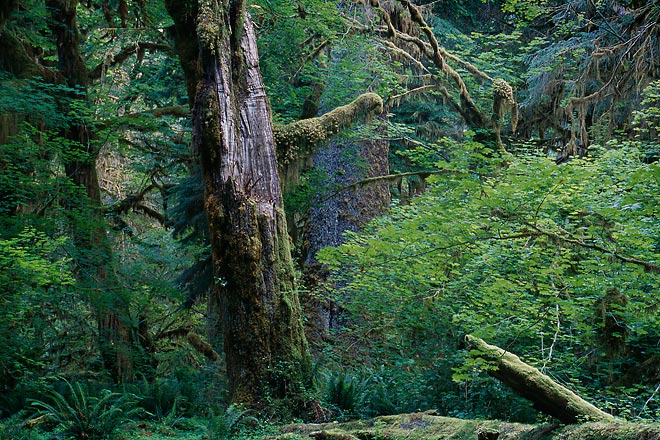 Scarred Giant, Hoh Rain Forest - Olympic National Park, Washington (128361 bytes) www.jeffkrewson.com