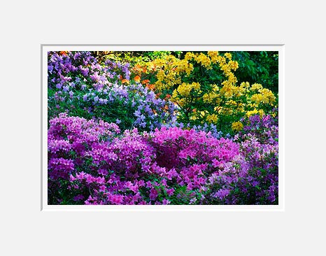 Lavender and Yellow, Washington Park Arboretum - Seattle, Washington (47626 bytes)
