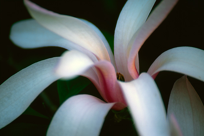 Magnolia Bloom (76408 bytes) www.jeffkrewson.com