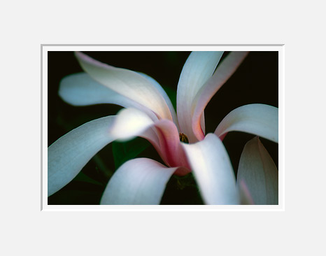 Magnolia Bloom (23968 bytes)