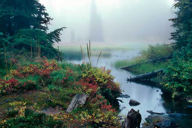 Meadow With Stream - Mt. Hood National Forest, Oregon (48111 bytes)