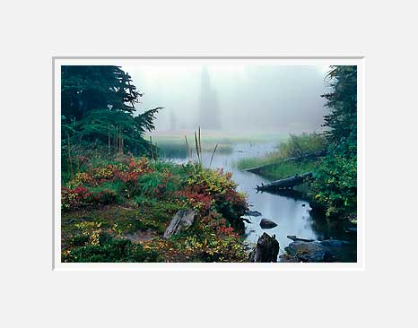 Meadow With Stream - Mt. Hood National Forest, Oregon (19528 bytes)