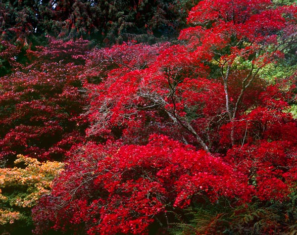 More Red, Washington Park Arboretum - Seattle, Washington (105772 bytes)
