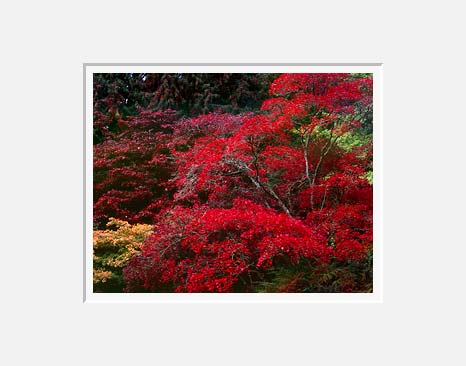 More Red, Washington Park Arboretum - Seattle, Washington (23807 bytes)