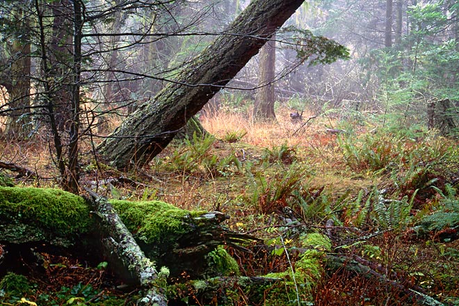 Moss Covered Log, San Juan Island - Puget Sound, Washington (128415 bytes) www.jeffkrewson.com