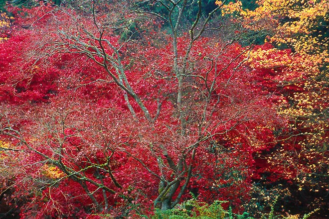 Mostly Red, Washington Park Arboretum - Seattle, Washington (149289 bytes) www.jeffkrewson.com