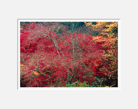Mostly Red, Washington Park Arboretum - Seattle, Washington (41483 bytes)