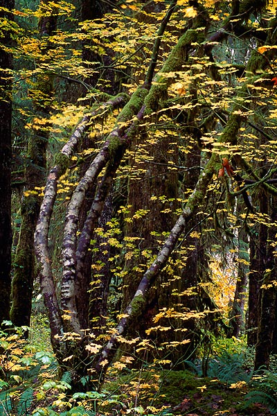 Nearing Winter, Mountain Loop Highway - North Cascade Mountains, Washington (125039 bytes)