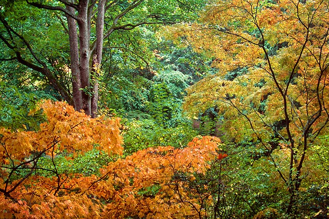 One Day, Washington Park Arboretum - Seattle, Washington (162553 bytes) www.jeffkrewson.com