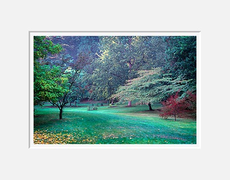 Pathway, Washington Park Arboretum - Seattle, Washington (39617 bytes)