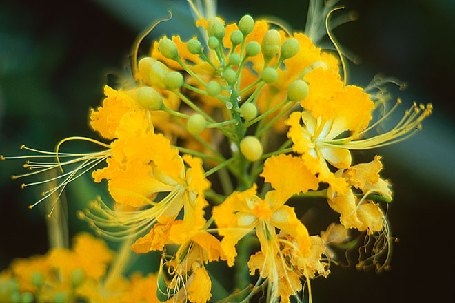 Peacock Flower (79835 bytes) www.jeffkrewson.com