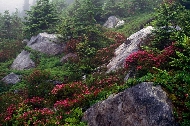 Rocks and Flowers, Minotaur Lake - North Cascade Mountains, Washington (111588 bytes) www.jeffkrewson.com