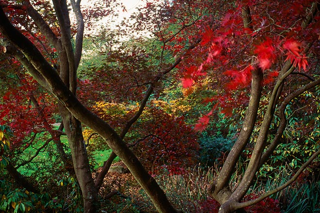 Rustling Leaves, Washington Park Arboretum - Seattle, Washington (122130 bytes) www.jeffkrewson.com