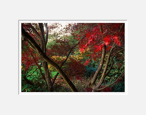 Rustling Leaves, Washington Park Arboretum - Seattle, Washington (39613 bytes)