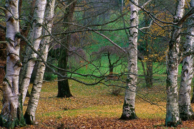 Six Birch Trees, Washington Park Arboretum - Seattle, Washington (125167 bytes) www.jeffkrewson.com