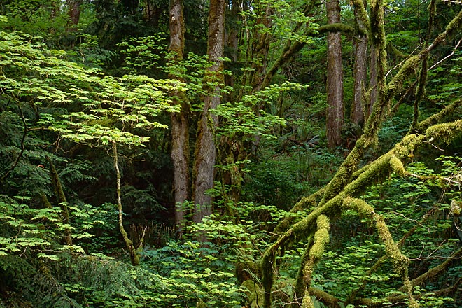 Spring Foliage, Kanaskat-Palmer State Park - Western Washington (134779 bytes) www.jeffkrewson.com