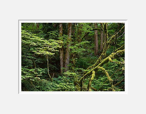 Spring Foliage, Kanaskat-Palmer State Park - Western Washington (42750 bytes)