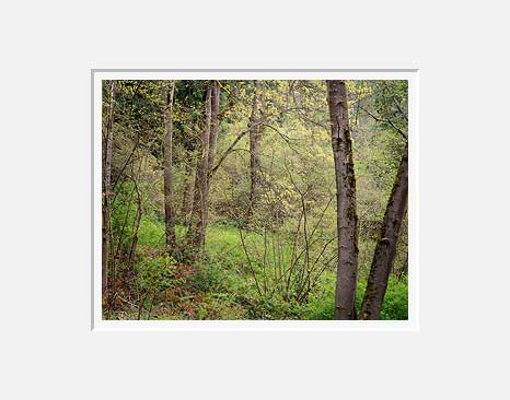 Spring Woods, Washington Park Arboretum - Seattle, Washington (25385 bytes)
