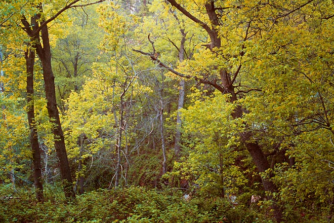 Summer Trees, Oak Creek Canyon - Highway 89A, Arizona (139078 bytes)