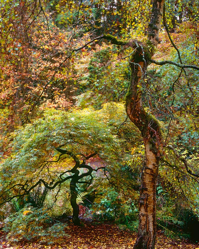 The Two, Washington Park Arboretum - Seattle, Washington (118772 bytes)