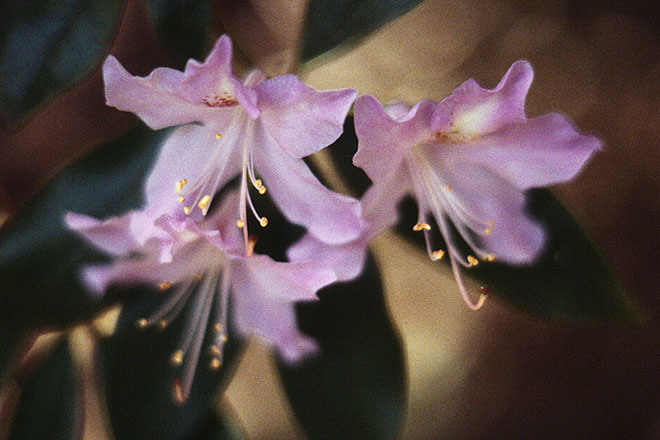 Three Lavender Flowers (64895 bytes) www.jeffkrewson.com