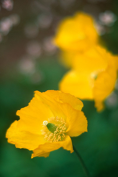 Three Poppies (34019 bytes) www.jeffkrewson.com