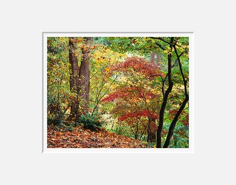 Three of Red, Washington Park Arboretum - Seattle, Washington (30455 bytes) www.jeffkrewson.com 