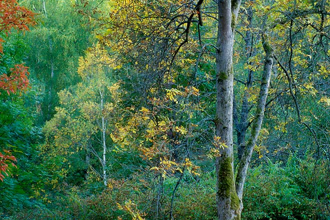 Tree On the Right, Washington Park Arboretum - Seattle, Washington (101971 bytes) www.jeffkrewson.com