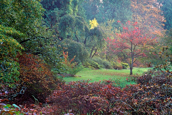 Tree In Clearing, Washington Park Arboretum - Seattle, Washington (130363 bytes) www.jeffkrewson.com