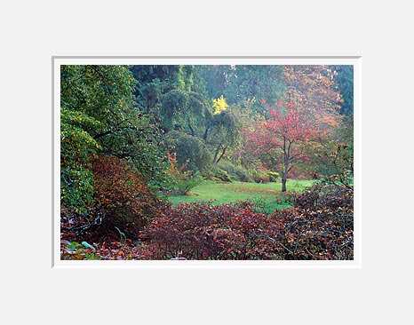 Tree In Clearing, Washington Park Arboretum - Seattle, Washington (39730 bytes)