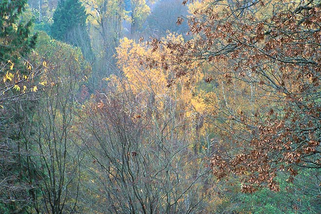 Trees, Washington Park Arboretum - Seattle, Washington (102741 bytes) www.jeffkrewson.com