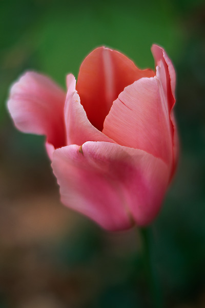 Tulip Study 1 (38558 bytes)