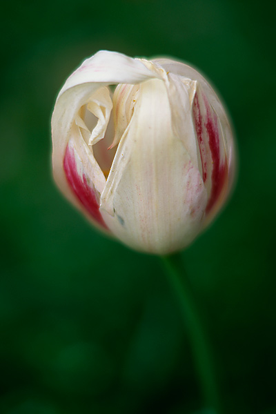 Tulip Study 2 (49978 bytes)