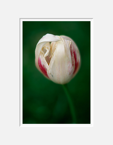 Tulip Study 2 (22648 bytes)