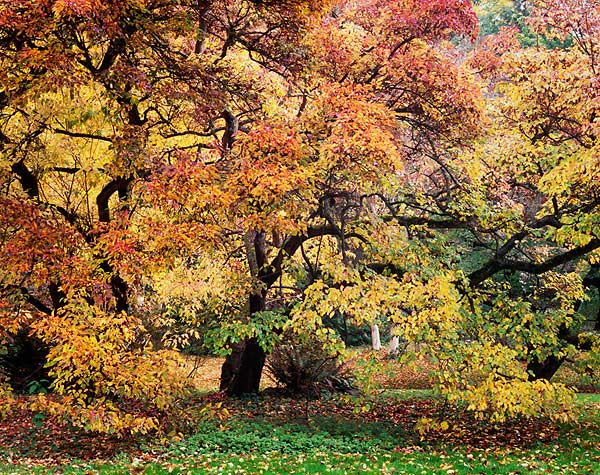 Turning Tree, Washington Park Arboretum - Seattle, Washington (129153 bytes) www.jeffkrewson.com