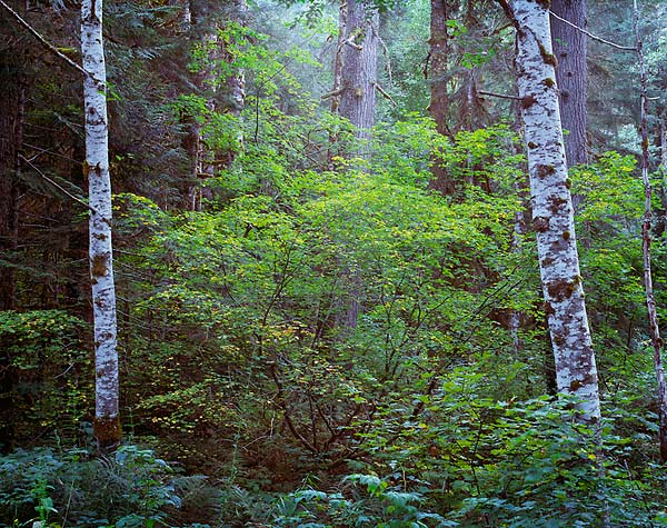 Two Birch Trees, Near Beckler River - North Cascade Mountains, Washington (109052 bytes)