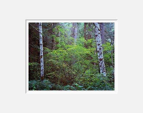 Two Birch Trees, Near Beckler River - North Cascade Mountains, Washington (36178 bytes)