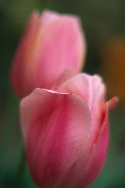 Two Pink Tulips (28070 bytes) www.jeffkrewson.com
