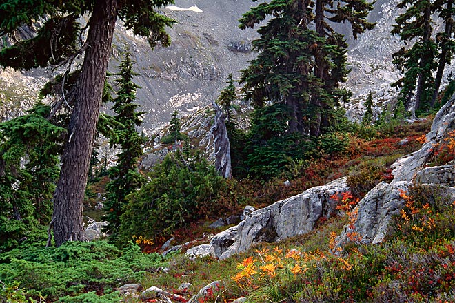 Upper Bench, Valley of Heaven - Olympic National Park, Washington (138545 bytes) www.jeffkrewson.com