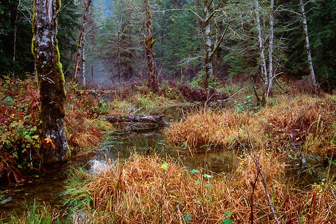 Winter Marsh, Mountain Loop Highway - North Cascade Mountains, Washington  (135104 bytes) www.jeffkrewson.com