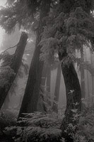 Bent Trees In Fog, Alpine Lakes Wilderness - Cascade Mountains, Washington (7438 bytes) www.jeffkrewson.com