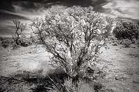 Creosote Bush - Highway 89 Alt, Northern Arizona (10162 bytes) www.jeffkrewson.com