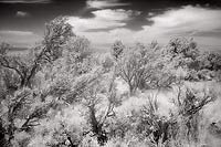 Desert Detail - Highway 89 Alt, Northern Arizona (9577 bytes) www.jeffkrewson.com