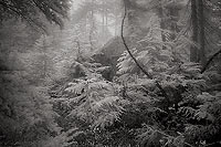 Lake Lillian Trail, Alpine Lakes Wilderness - Cascade Mountains, Washington (9753 bytes) www.jeffkrewson.com