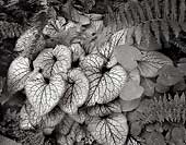 Leaf Study, Washington Park Arboretum - Seattle, Washington (7252 bytes) www.jeffkrewson.com